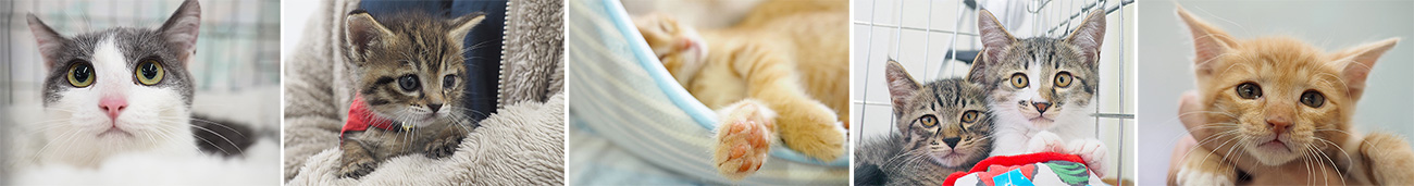 ボランティア募集