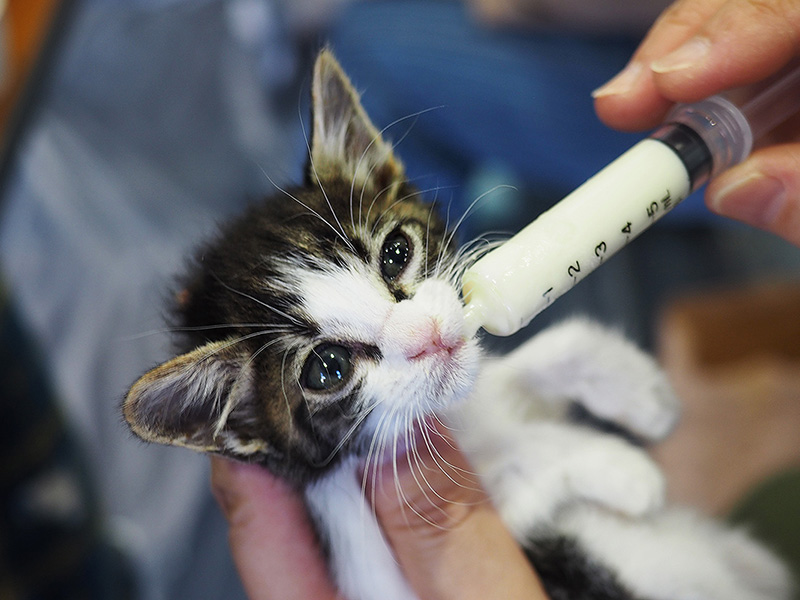 子猫育児ルーム支援