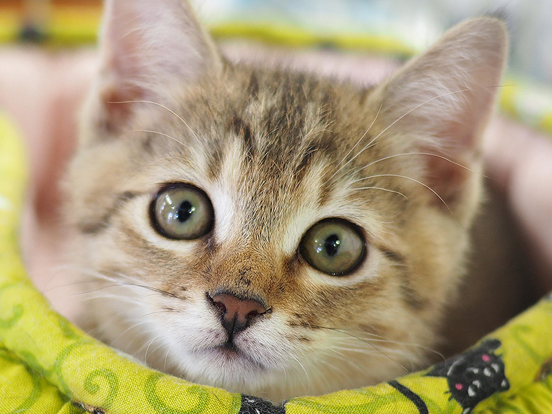 不要フード提供のお願い