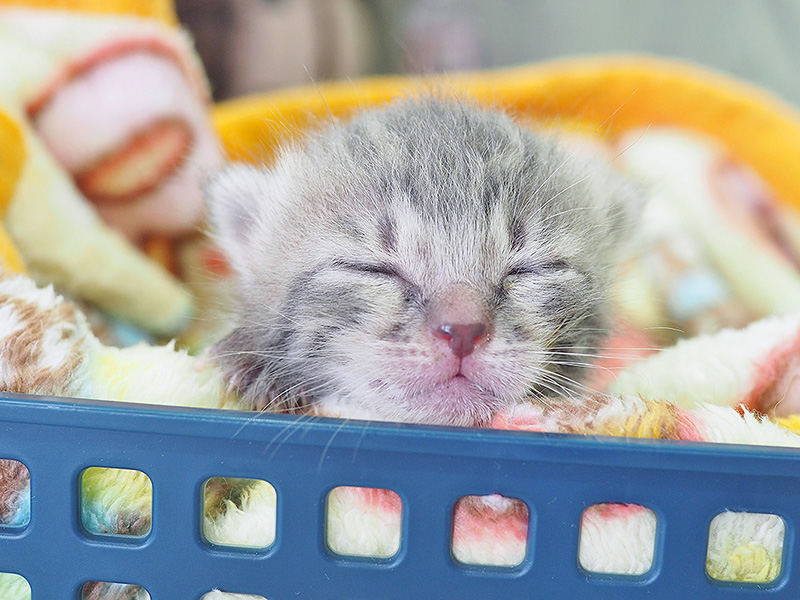 キャットフード支援・寄付・ミルク支援