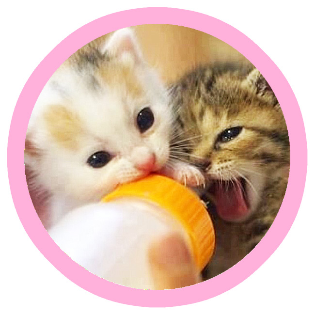 キャットフード、ミルク、猫トイレ砂寄付をお願いします