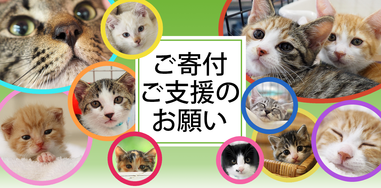 猫の保護活動寄付金・募金・フード支援のお願い